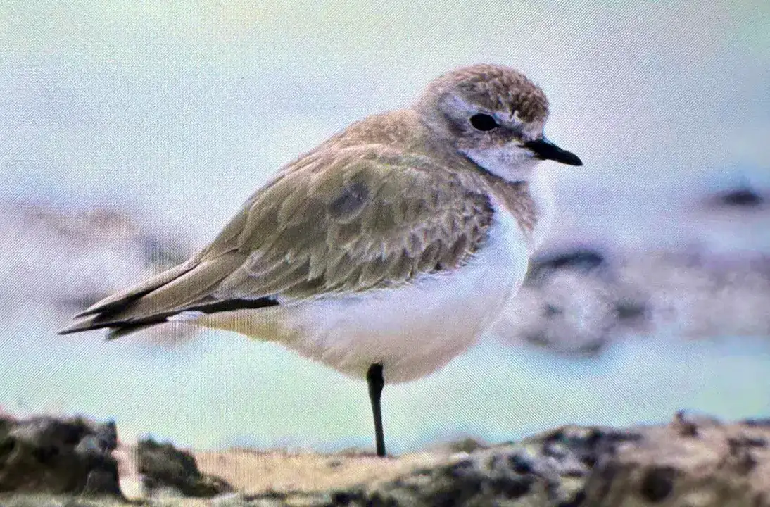 Afrika'dan Antalya'ya: 3 Günde 103 Kuş Türü Kaydedildi 2